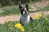 BOSTON TERRIER 256